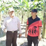 Ingin Meniru Kesuksesan Jefry Noer Dalam Budidaya Pisang Cavendish, Wabup Bengkalis Bagus Santoso Datang ke Kampar
