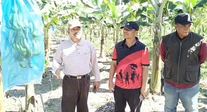 Ingin Meniru Kesuksesan Jefry Noer Dalam Budidaya Pisang Cavendish, Wabup Bengkalis Bagus Santoso Datang ke Kampar